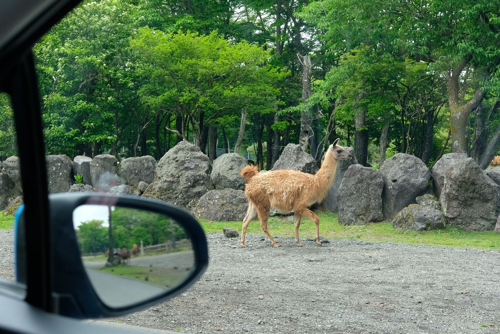 Fuji Safari Park An Up Close Encounter with Wild Animals Strictly Ours